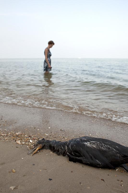 Digital photography. Mom and a fallen cormorant on the Chesapeake Bay