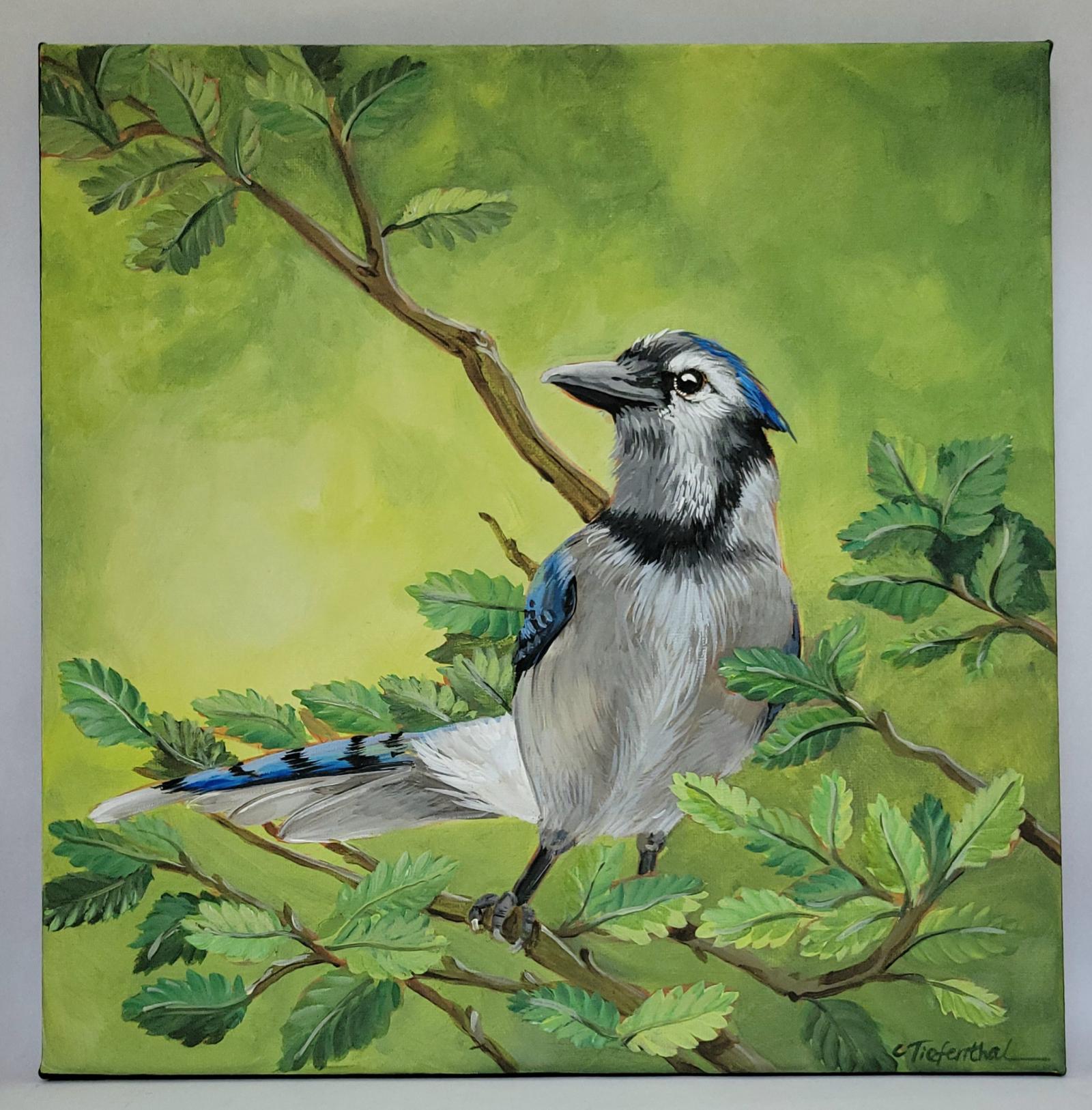 This is arealistic acrylic painting depicting a blue jay in the woods of the Elk Neck State Park.
