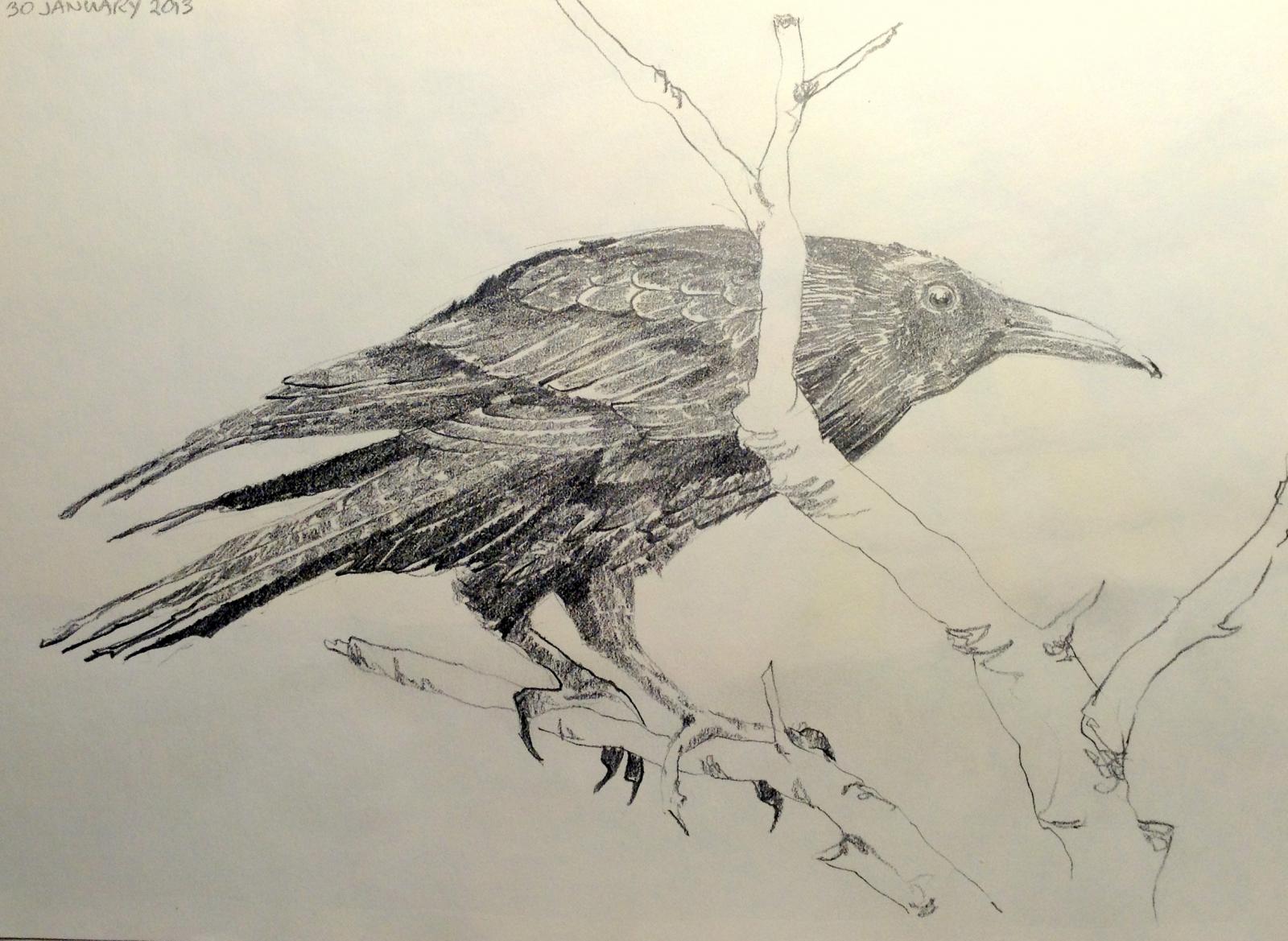 Pencil drawing of a crow