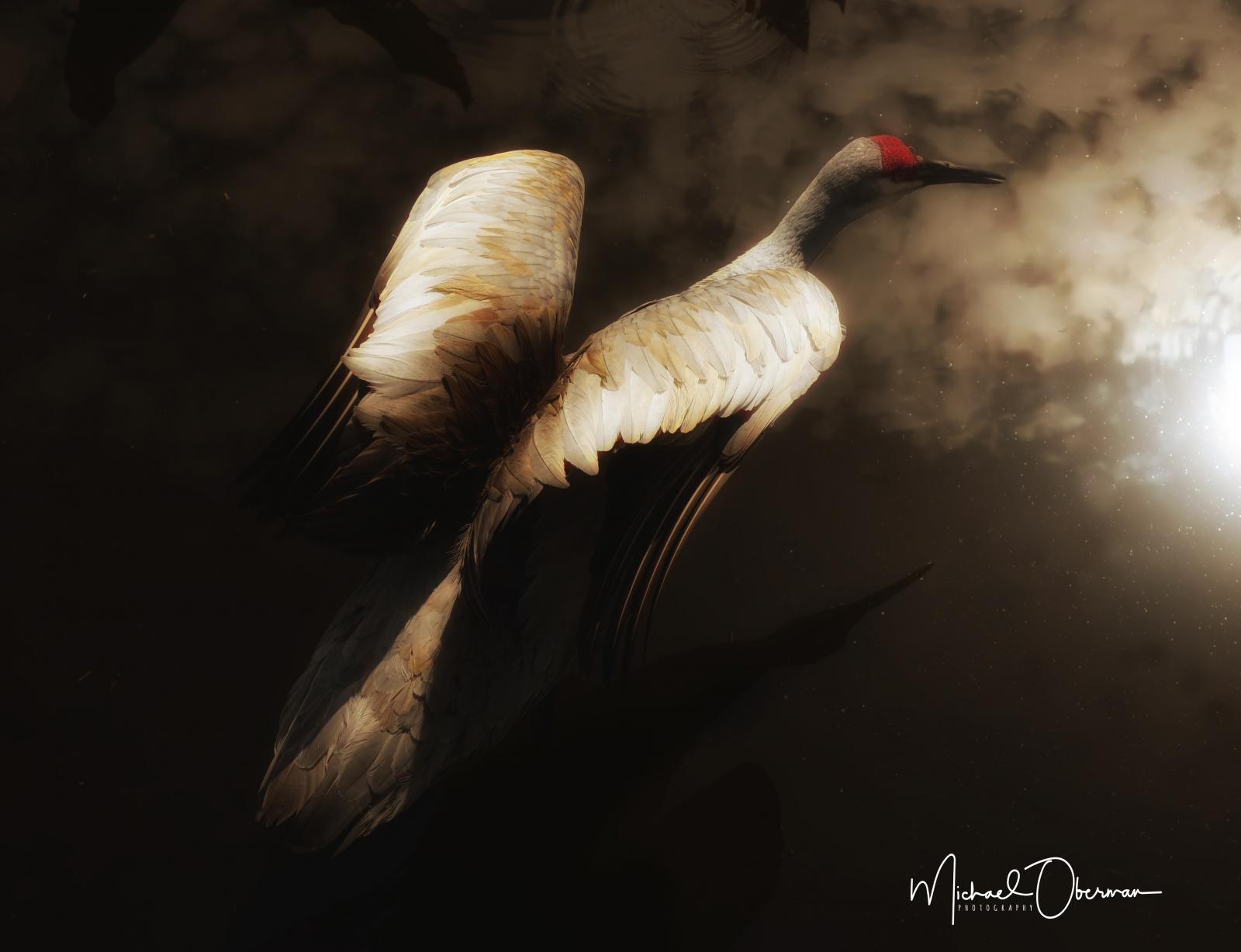 Sandhill Crane in wetlands in Florida.  Sky is reflected off of the water.