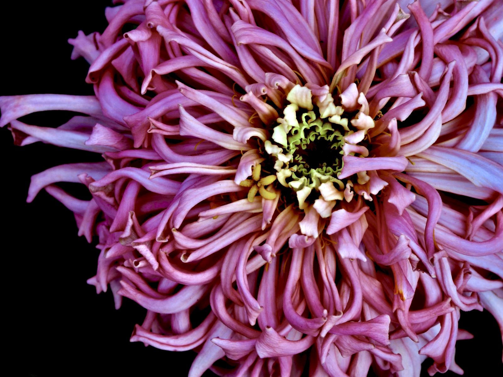Frilly Pink Zinnia. Flower Photo. Photo taken at a family owned flower farm in Montgomery County, Maryland.