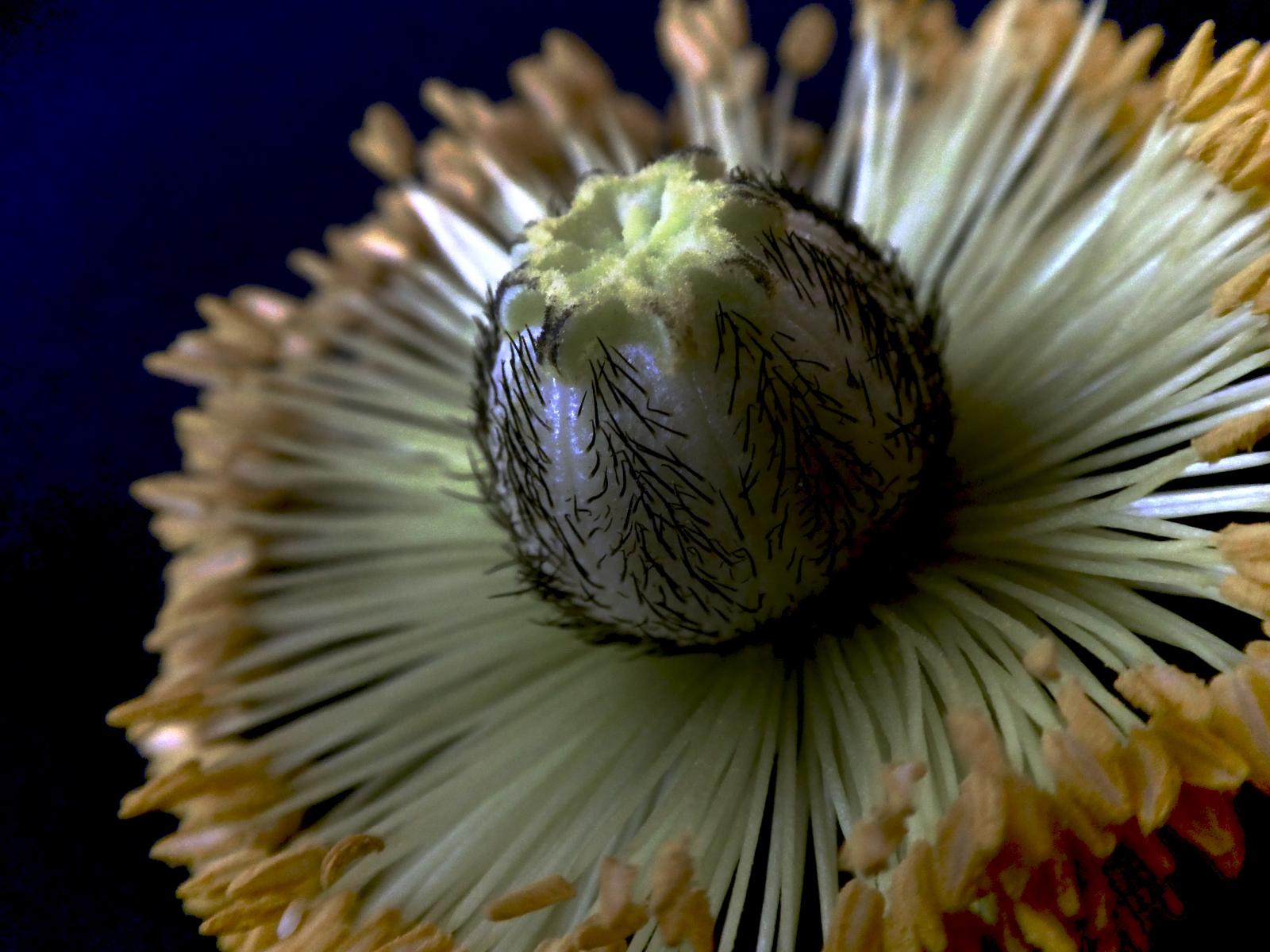 After the Poppy flower blooms and the petals fall, I like to photography the center of the flower