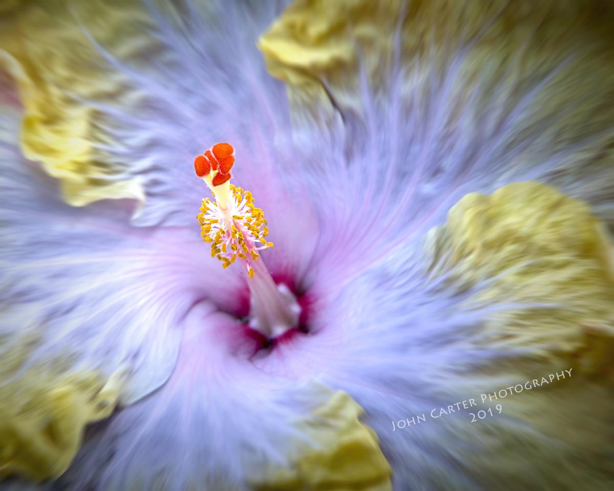 Photograph of Hibiscus from Hancock Maryland - Buddy Lou's