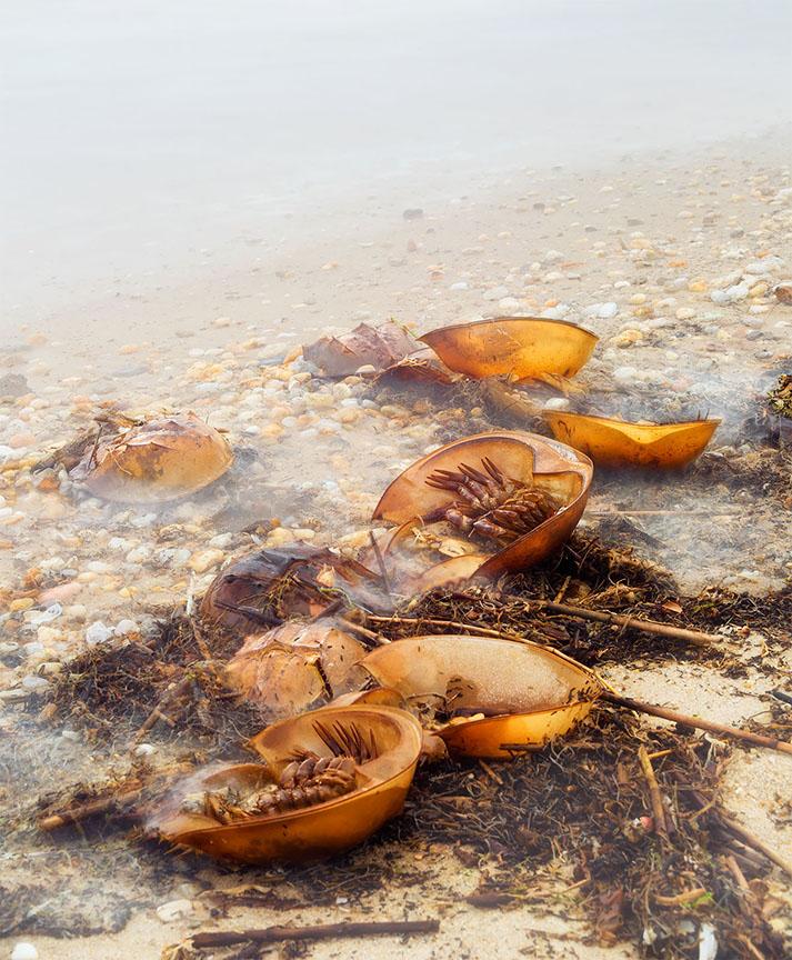 Horseshoe crabs washed up on the beach after a storm