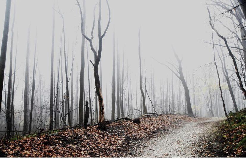 Photo taken by Masih Amadi in a local park in Northern Maryland in the winter.  