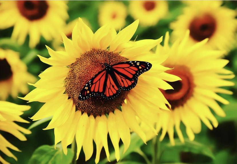 Photograph by Masih Amadi taken in Maryland during the sunflower season.