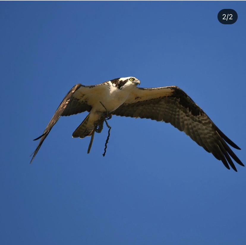 Photo taken by Masih Amadi of a wild bird making a nest in Dover, DE.
