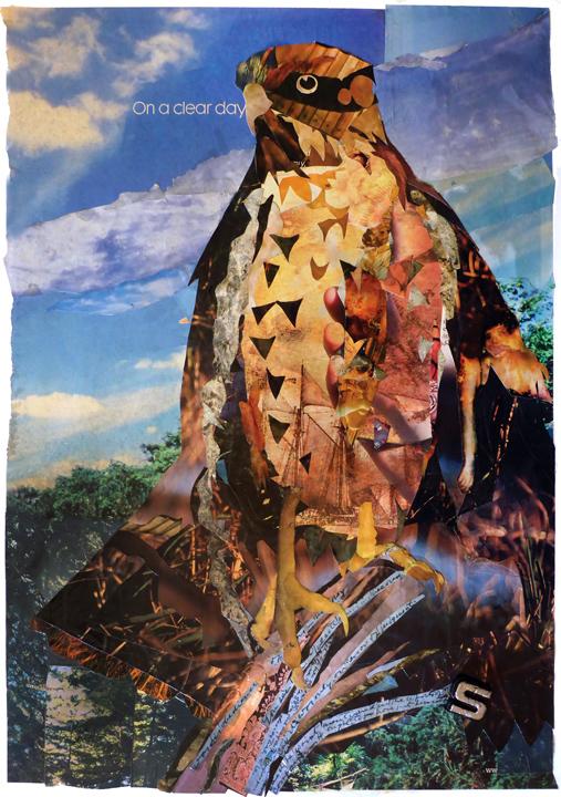 Collage of a young red-shouldered hawk, using found papers.