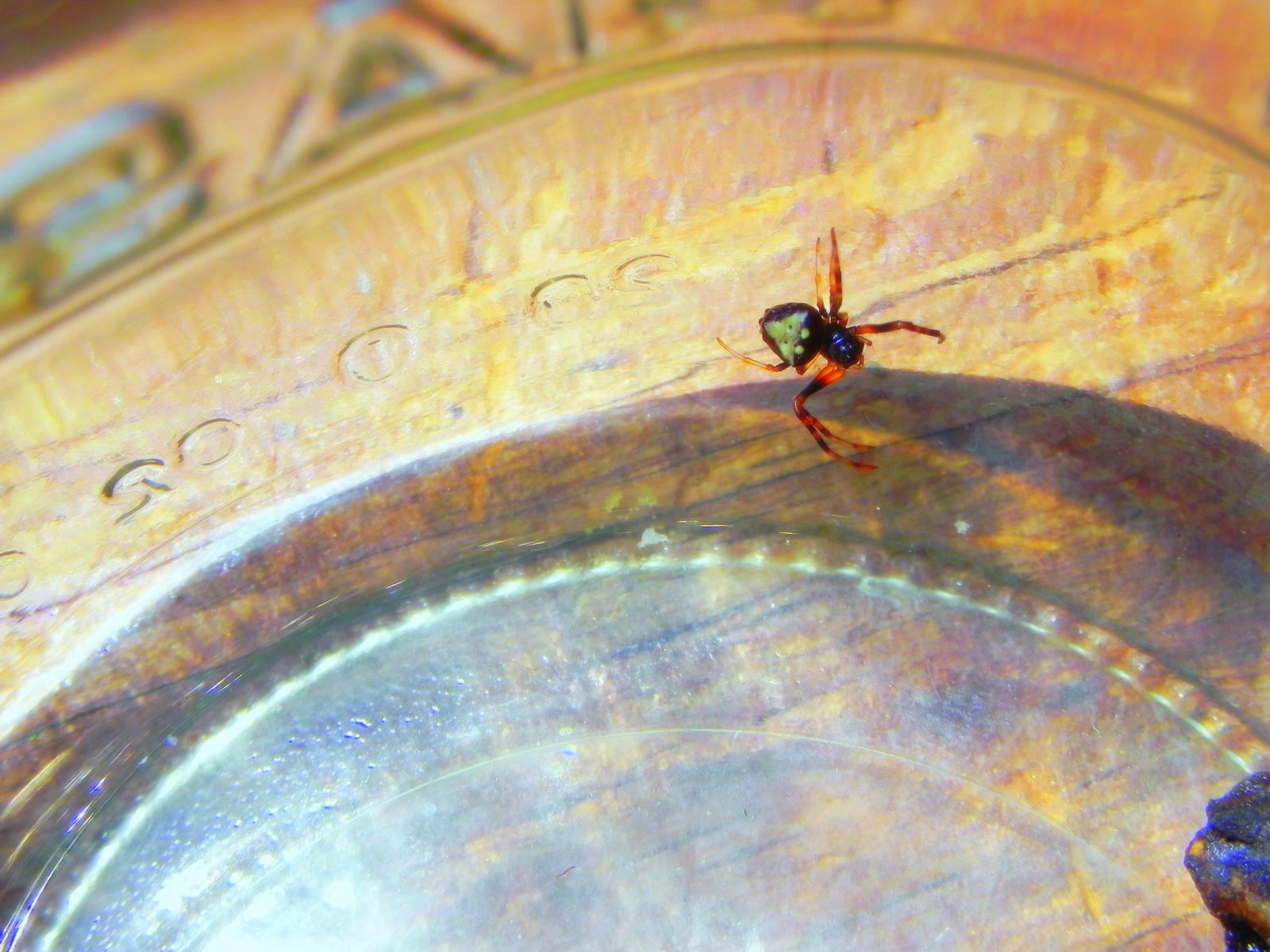 Digitally enhanced Macro Photograph of spider with distinct wolf like marking on its back drops in to a pie plate.