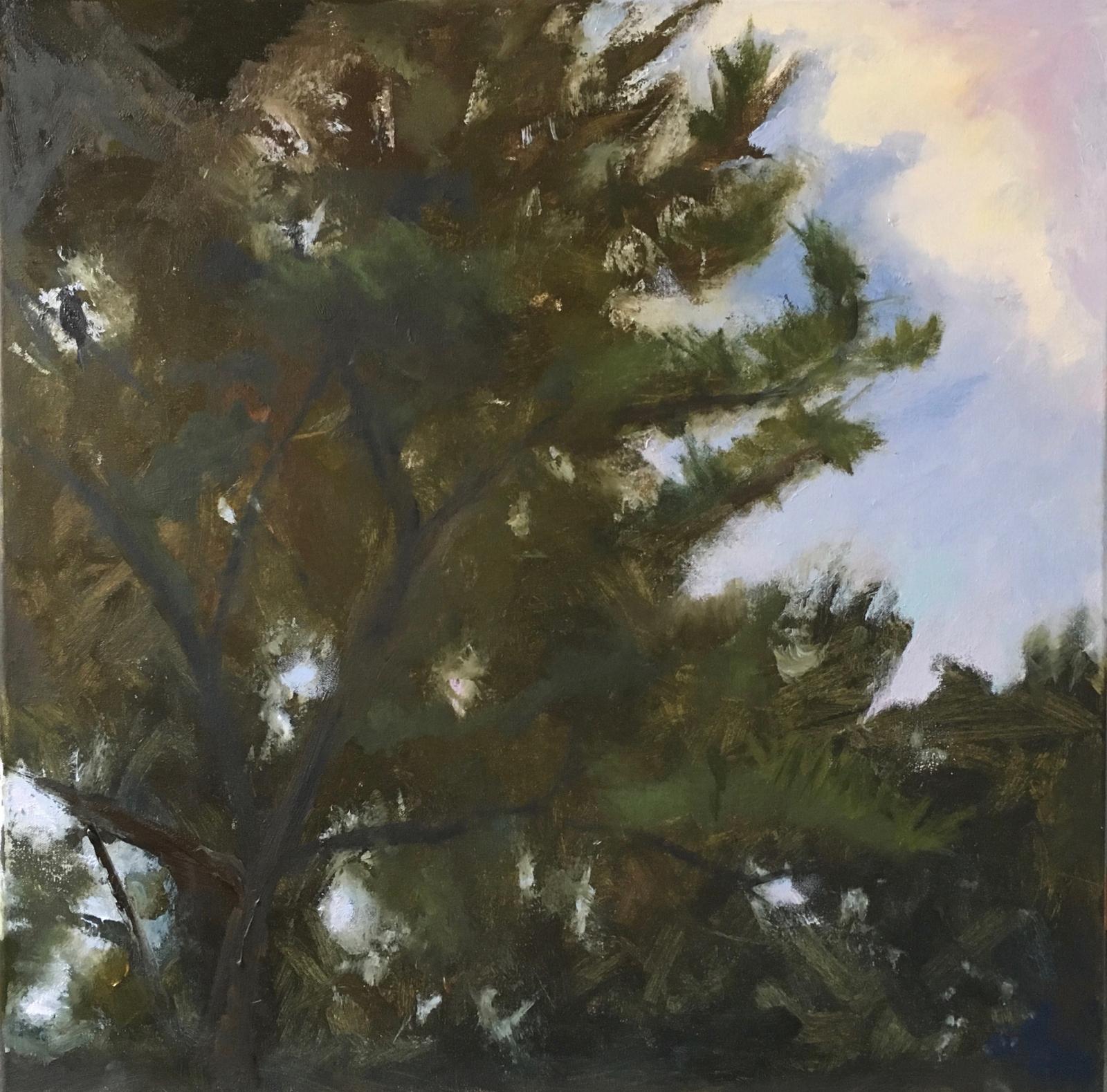 Study of a pine tree top.  View from below. Oil on canvas