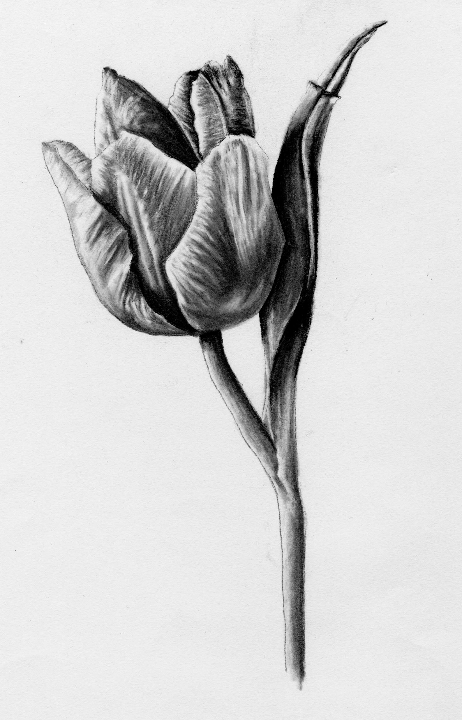 Charcoal rendering of a single tulip.