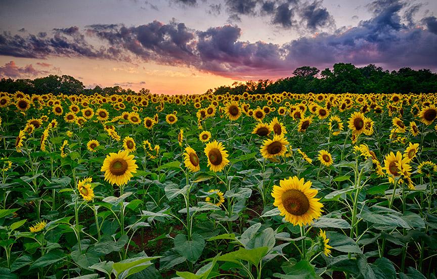 Mckee Beshers Sunflower field