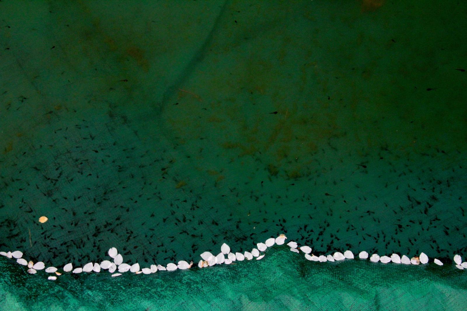 pool cover / tadpoles / cherry blossoms