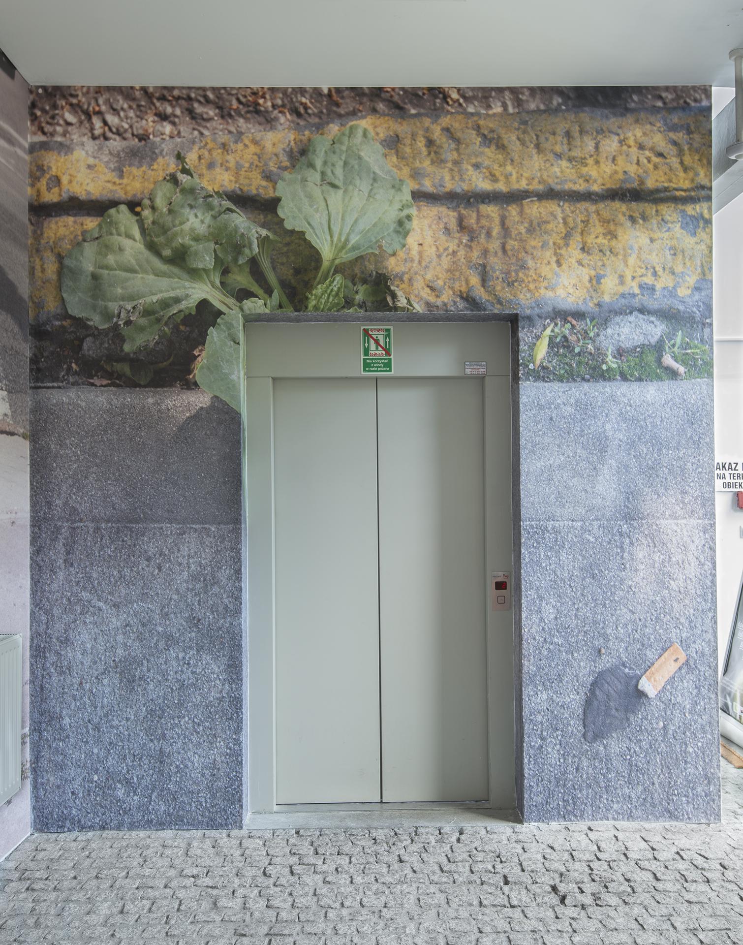 Uncultivated is a site-specific, scalable art project focused on wild plants within urban landscapes. The project draws attention to plant species that are typically rejected as weeds but which are able to thrive in the harsh conditions we have created in cities and are increasingly found around the world. 
Documentation of site-specific mural, Wroclaw, Poland