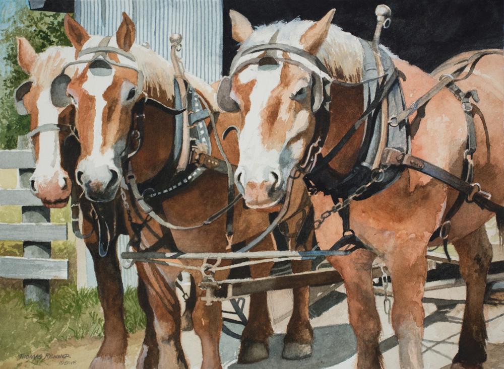 This is a painting of a team of work horses on an Amish farm in Grantsville, MD. I fly fish there on the Casselman River.